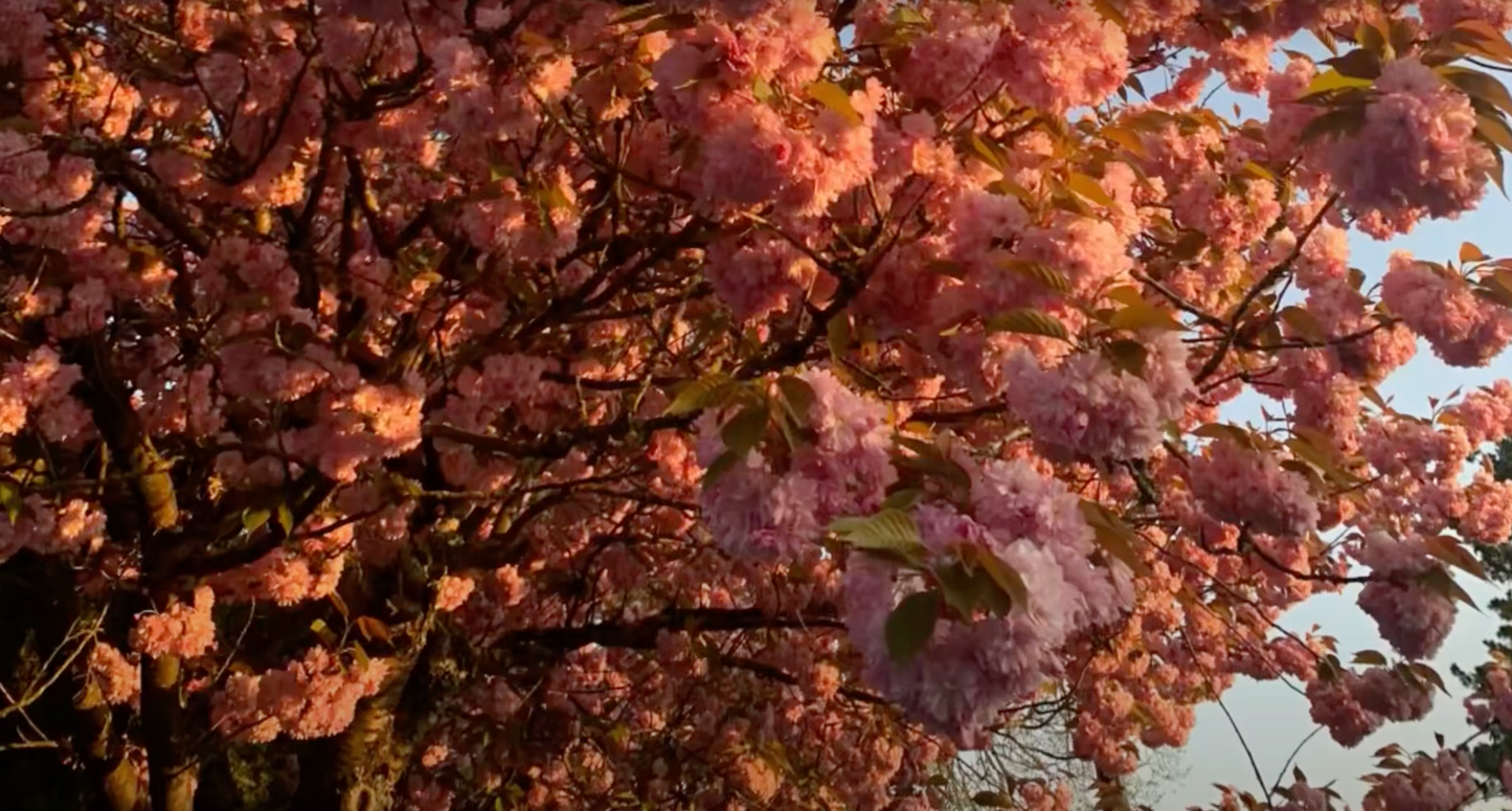 DIZZ E x production track x YUMIKO DIA LUNA