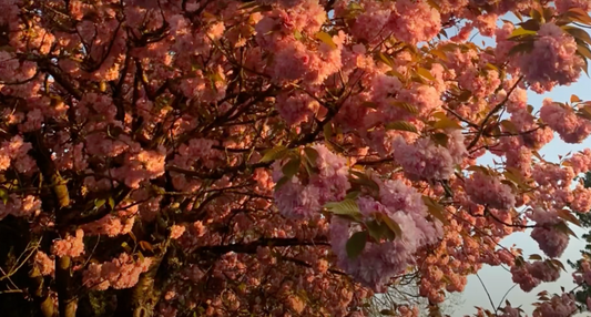 DIZZ E x production track x YUMIKO DIA LUNA